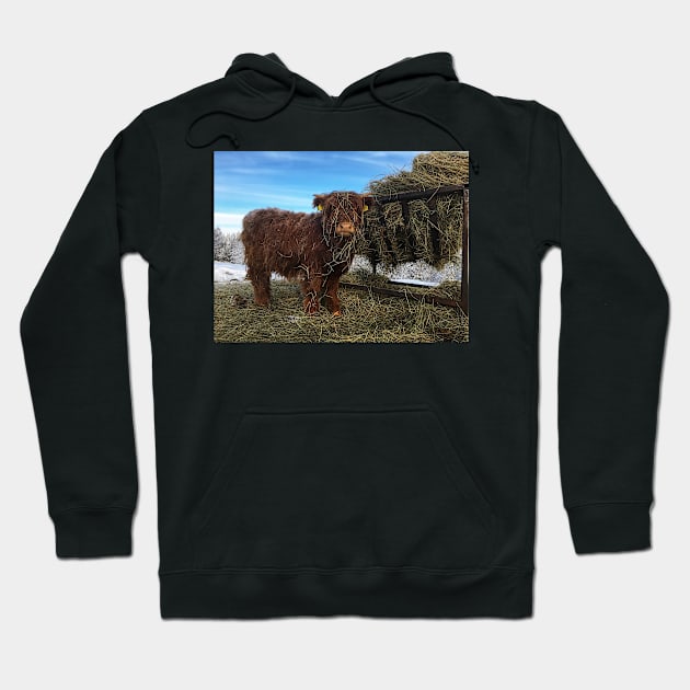 Scottish Highland Cattle Calf 1897 Hoodie by SaarelaHighland